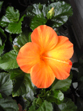 b0101263_17103246.gif
