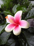b0101263_17105232.gif