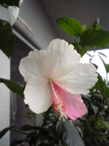 b0101263_17145392.gif