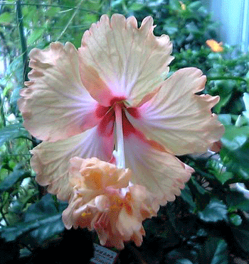b0101263_1795565.gif