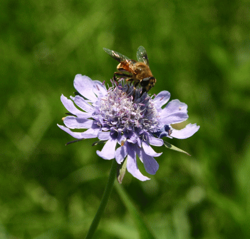 c0092263_7564871.gif