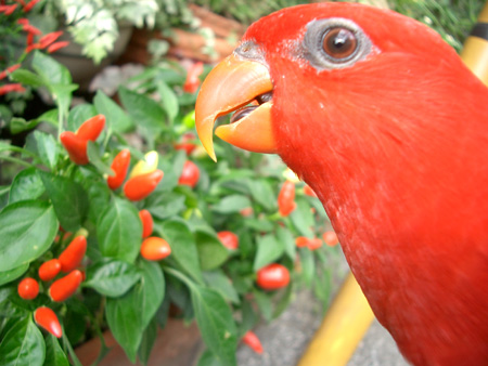 c0004078_19375483.jpg