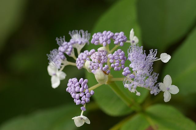 e0070891_21594149.jpg