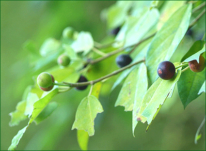 旬の野草_e0081525_7322434.gif