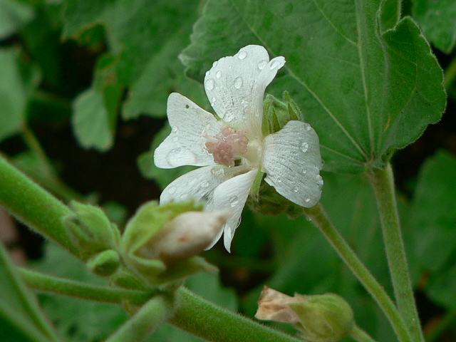 ビロード葵 ビロードアオイ 花の仲間調べ