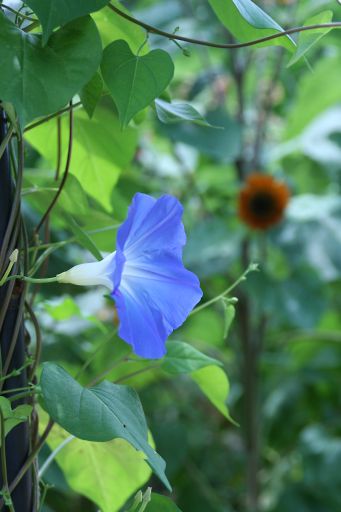 2006夏-6　京都植物園_a0031741_6365952.jpg