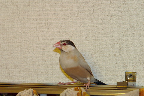 花咲きカニ_a0019545_23235161.jpg