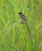 c0042548_12353197.gif