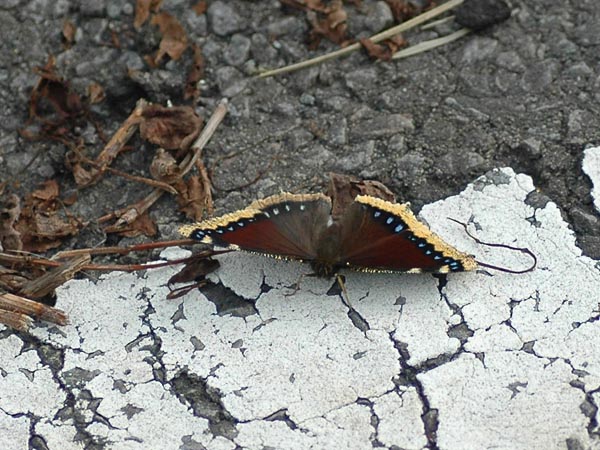 長野県　秘密の花園【ムモンアカシジミなど】_c0045352_11372559.jpg