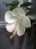 b0101263_14103259.gif
