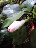 b0101263_14111255.gif