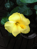 b0101263_14115259.gif