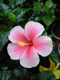b0101263_1492037.gif