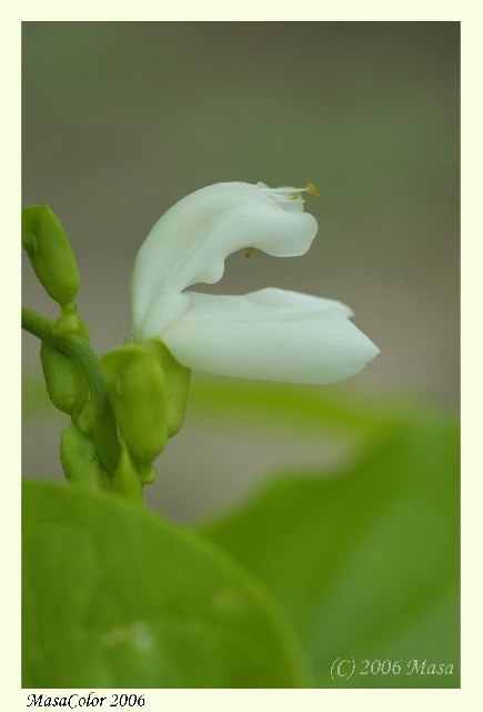 野菜の花（京都府立植物園シリーズ）_f0063363_1830129.jpg