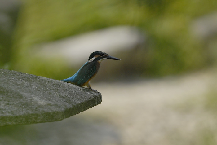 カワセミ_f0053272_2120527.jpg