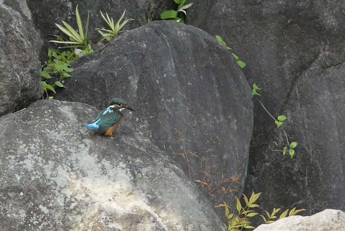 カワセミ_f0053272_21231210.jpg