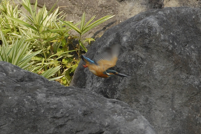 カワセミ_f0053272_21332780.jpg