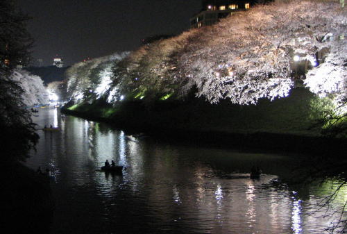 夜桜がすばらしい_b0070020_1425155.jpg