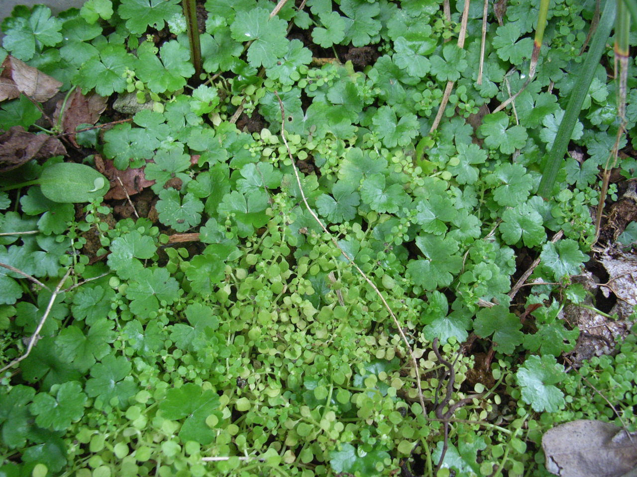 06 8 26 地を這う植物2つ み ち く さ 名称不明の植物 06 8 26 地を這う植物2つ み ち く さ 名称不明の植物