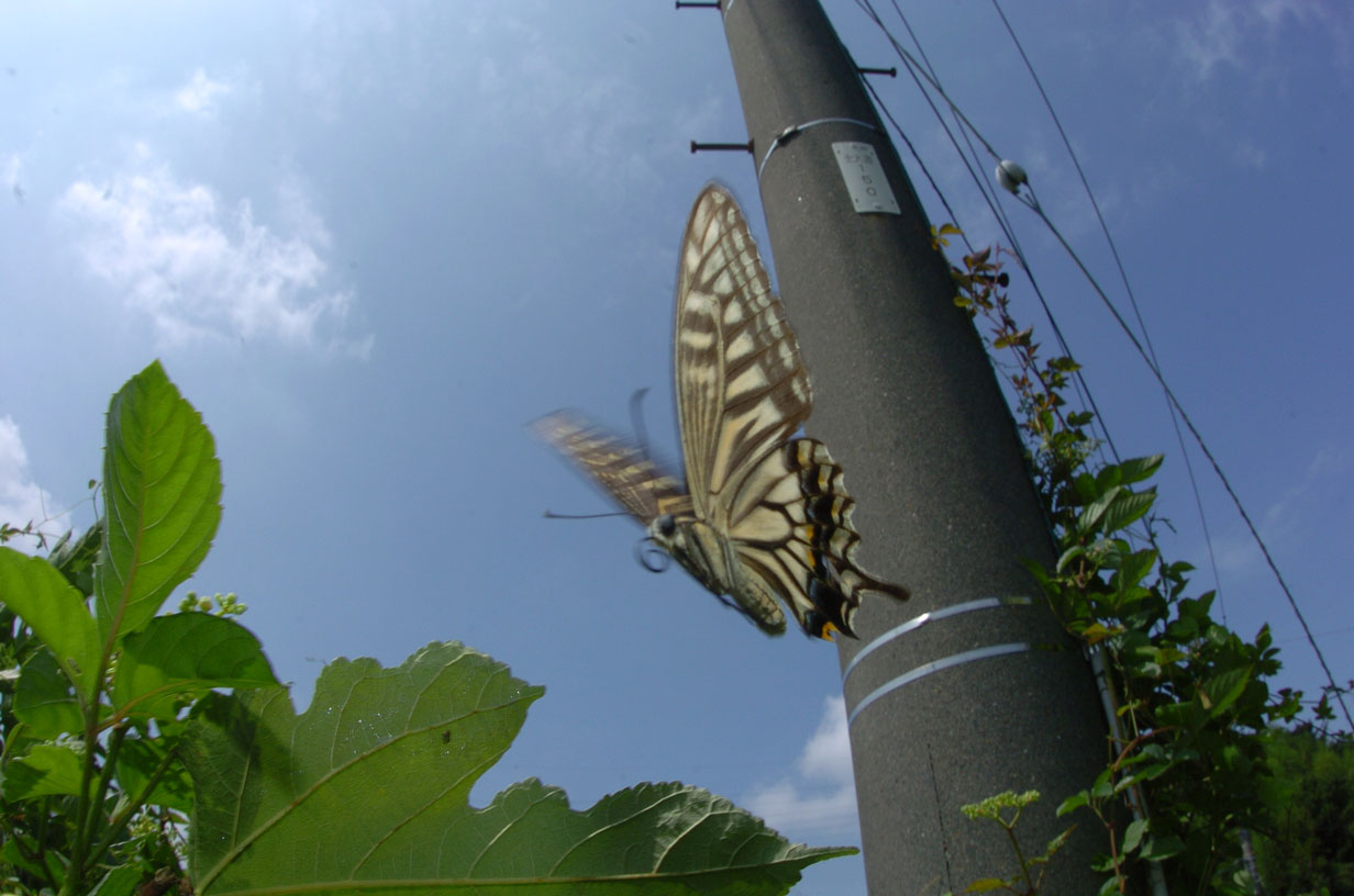 ８月２６日　大道周辺_b0089049_1518069.jpg