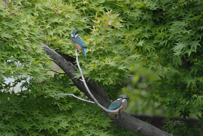 カワセミ(午後)_f0053272_19585083.jpg