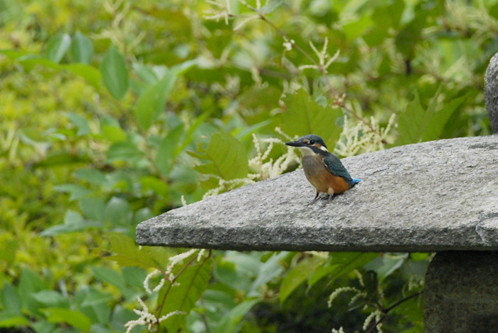 カワセミ(午後)_f0053272_2005569.jpg
