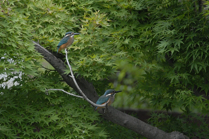 カワセミ(午後)_f0053272_23212258.jpg
