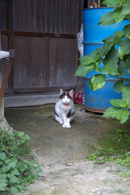 c0054876_672379.jpg