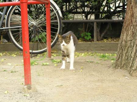 猫散策ｉｎ中野。④_c0034595_2284434.jpg