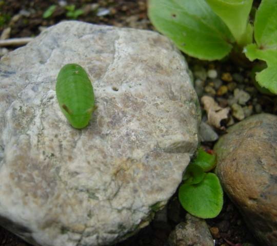 庭でみつけた可愛い青虫 昆虫ブログ むし探検広場