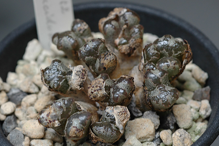 コノフィツム　Conophytum pellucidum var.neohallii 5CR-31 MG1410.841 S.siherfontein ネオハリー コノフィツム Conophytum pellucidum  5CR-31 MG1410.841