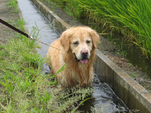 田んぼの水路＾＾楽しいよ♪_b0080042_13191417.jpg