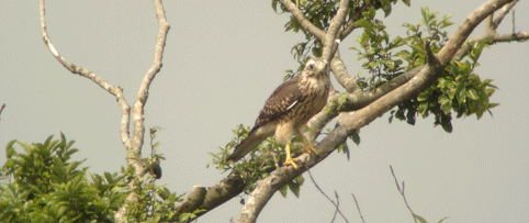 c0042548_1534454.gif