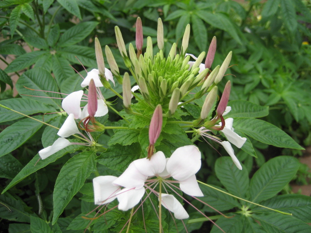 ８月２７日 クレオメ別名スパイダーフラワー Machiの素敵な薔薇の庭