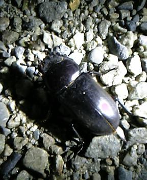 d0016155_21245724.jpg