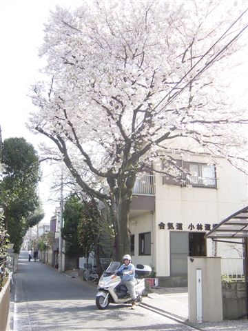 小平道場　駐車場　桜の木　春、夏、秋_f0019563_2235482.jpg