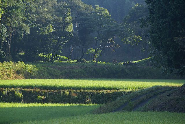 朝の情景_e0010568_10493373.jpg