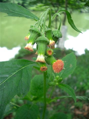 ベニバナボロギク(紅花襤褸菊) / ヤマシュンギク_c0085874_14393971.jpg