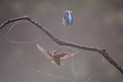 野鳥アルバム_b0047179_14374872.jpg