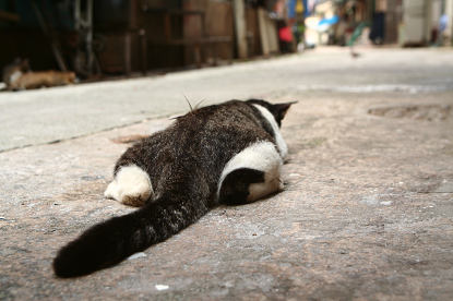 猫戦闘態勢 香港ねこぶろぐ Hong Kong Neko Blog 猫戦闘態勢 香港ねこぶろぐ Hong Kong Neko Blog