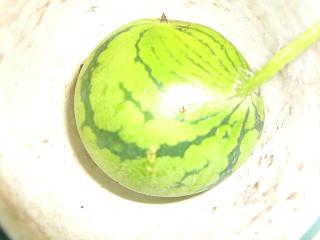 d0072395_1027408.jpg