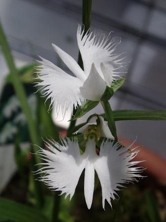 世田谷区の花「サギソウ」_b0049307_2351433.jpg