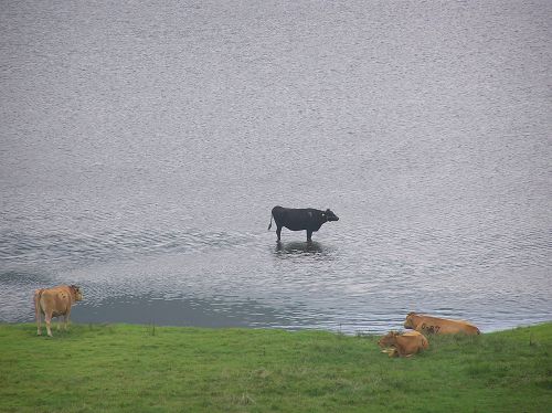 阿蘇草千里ヶ浜 つかの間九州① ~熊本阿蘇市~_c0055515_2392668.jpg