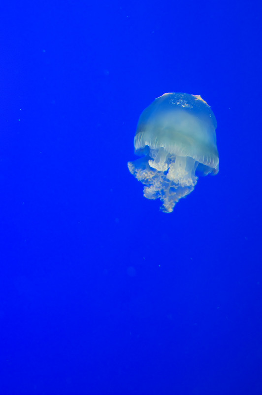 鳥羽水族館にて ～A JellyFish～_f0072758_18274026.jpg