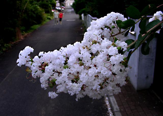a0044076_21572744.jpg