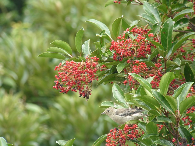 c0079001_16583774.jpg