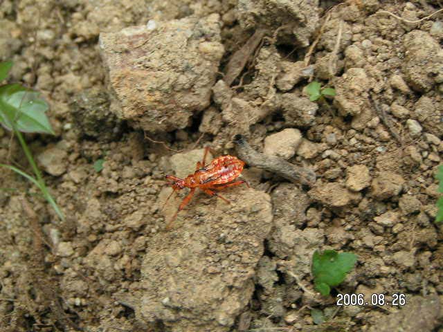 庭で草むしりをしていたらごぞごそと歩く赤い虫を発見 昆虫ブログ むし探検広場