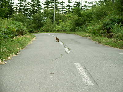 野うさぎ_c0033513_16374865.jpg