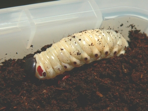 アトラスの幼虫飼育 森の王様 カブトムシ