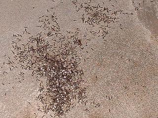 またも虫が大量発生 パソコン教室くりっくのブログ